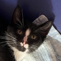 Photo of Blaze