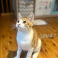 Photo of Tiger   Now At Pet Quarters Tuggerah