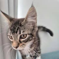 Photo of Kiwi