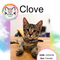 Photo of Clove