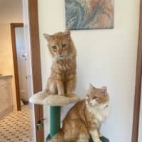 Photo of Mischief And Meggs