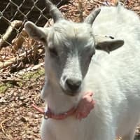 Photo of Jack Jack, Maleficent & Merlin