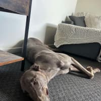 Photo of Juno The Greyhound 