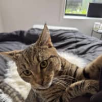 Photo of Bandit Meet Me At Petstock Keysborough Store