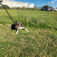 Photo of Violet (66790)