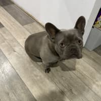 Photo of Theo   4 Year Old French Bulldog