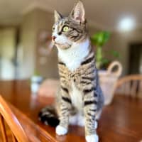 Photo of Lindsay   Located In Westmeadows