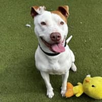 Photo of Roscoe
