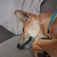 Photo of Boo