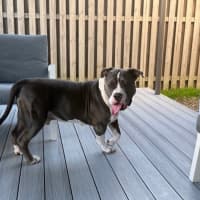 Photo of Biggie *$250 Adoption Fee*