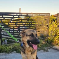Photo of Shilo