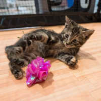 Photo of Pancake 