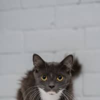 Photo of Smokey