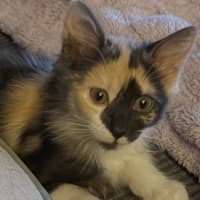 Photo of Lilah Meet Me@Petstock Mornington Nepean Hwy Store