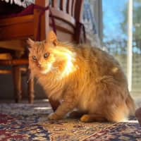 Photo of Putty   14 Year Old Domestic Medium Hair