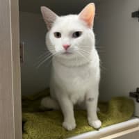 Photo of Snowball
