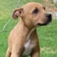 Photo of Walter ~ Staffy X Beagle Puppy