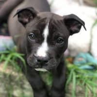 Photo of Staffy Pups