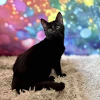 Photo of Valentino   Located In Templestowe