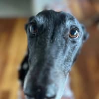 Photo of Capulet