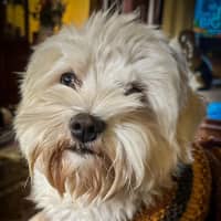 Photo of Arkie