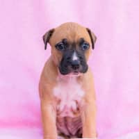 Photo of Cookies & Cream