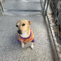 Photo of Buster