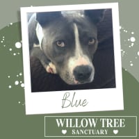 Photo of Blue