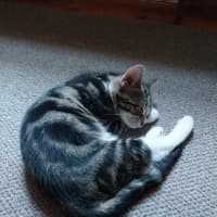 Photo of Sunny