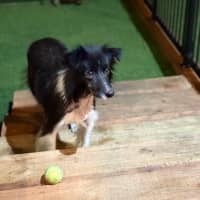 Photo of Harvey   7 Year Old Border Collie X Sheltie