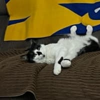 Photo of Snuggles