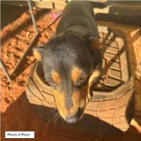 Photo of Pepper