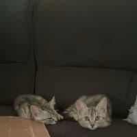 Photo of Maxi Meet Me@Petstock Keysborough Store