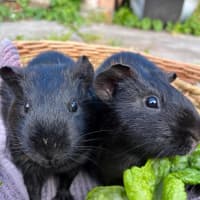 Photo of Dargan / Vincent And Dargan