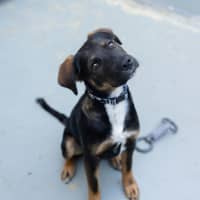 Photo of Chestnut