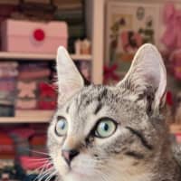 Photo of Teddy