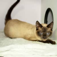 Photo of Liara
