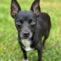 Photo of Cookie
