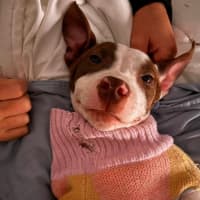 Photo of Josie   4 Month Old American Staffy X