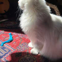 Photo of Little Dove 