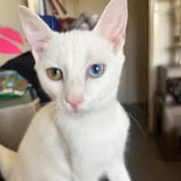 Photo of Snowy *9 Lives Project Rescue*