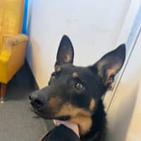 Photo of Paddie
