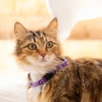 Photo of Tigress