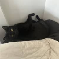 Photo of Bean