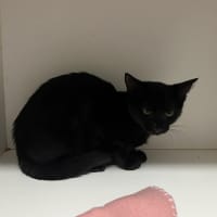 Photo of Iggle Piggle