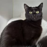 Photo of Pepper 