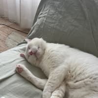 Photo of Falkor