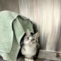 Photo of Chester