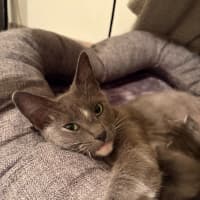 Photo of Pippa