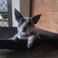 Photo of Posie